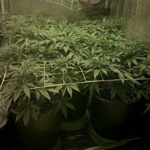 Fullgas! growlog timeline photo