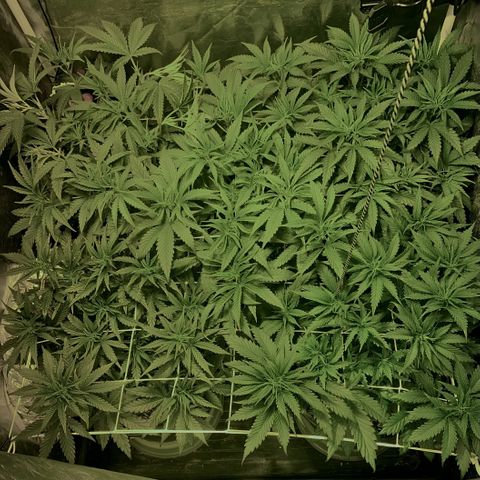 Fullgas! growlog timeline photo