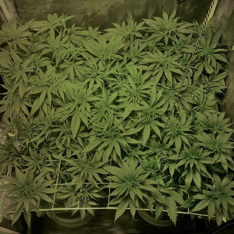Fullgas! growlog timeline photo