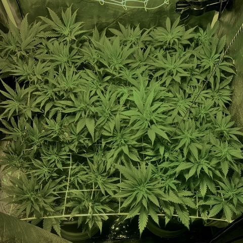 Fullgas! growlog timeline photo
