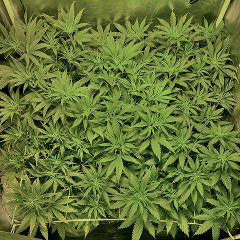 Fullgas! growlog timeline photo