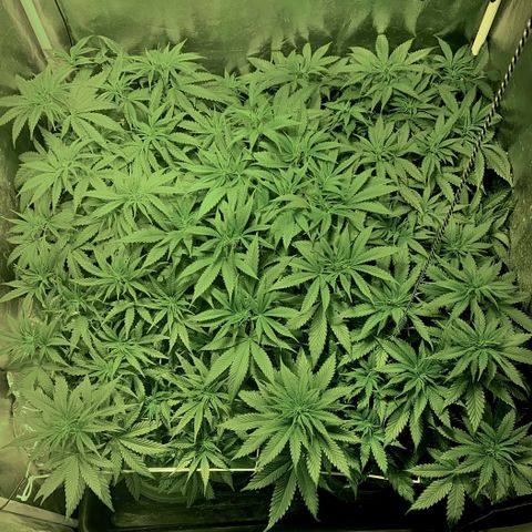 Fullgas! growlog timeline photo