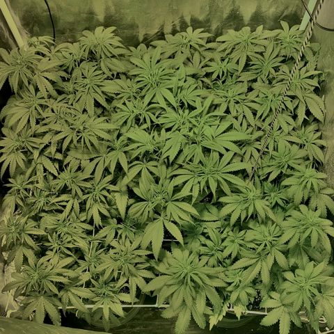 Fullgas! growlog timeline photo