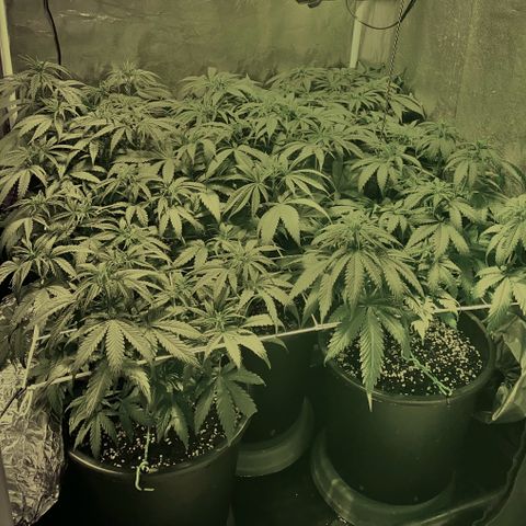 Fullgas! growlog timeline photo