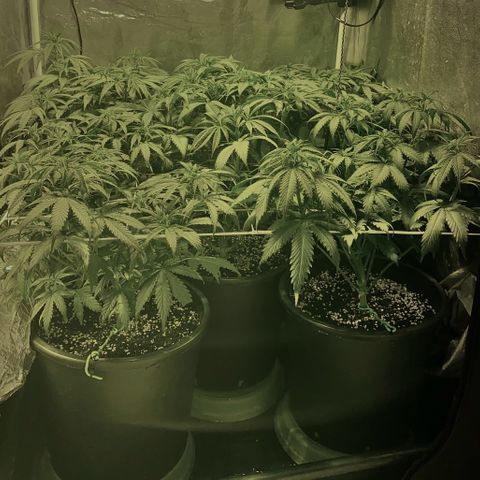 Fullgas! growlog timeline photo