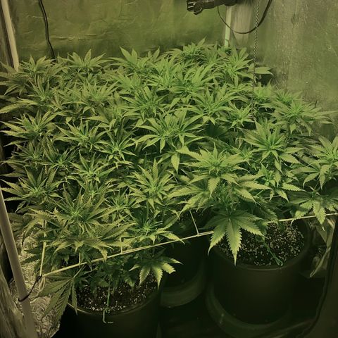 Fullgas! growlog timeline photo