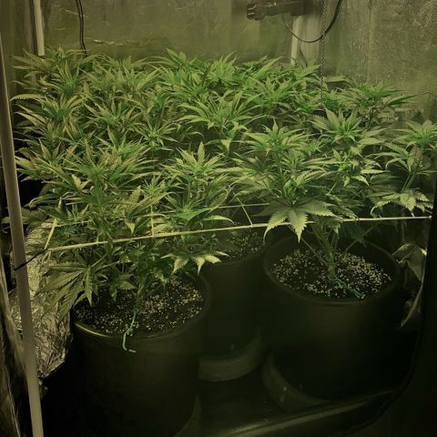 Fullgas! growlog timeline photo