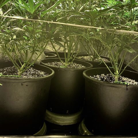 Fullgas! growlog timeline photo