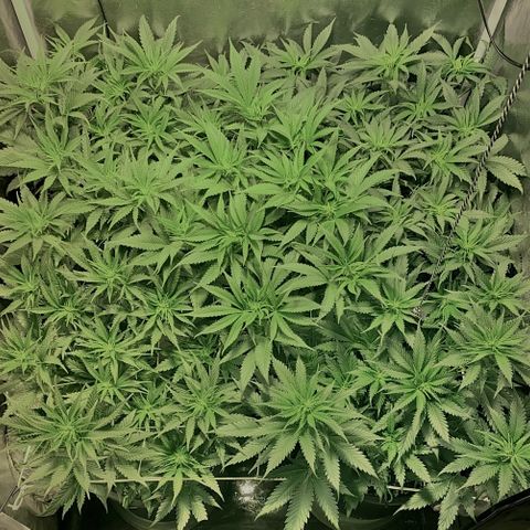Fullgas! growlog timeline photo