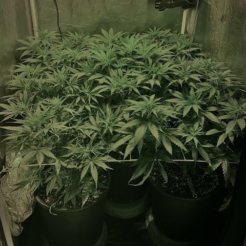 Fullgas! growlog timeline photo