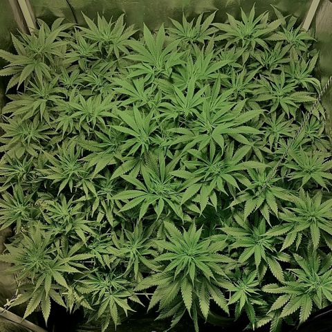 Fullgas! growlog timeline photo