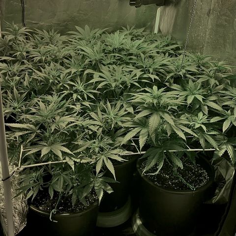 Fullgas! growlog timeline photo