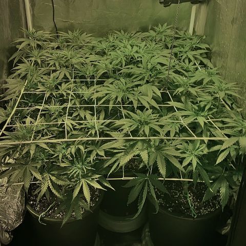 Fullgas! growlog timeline photo