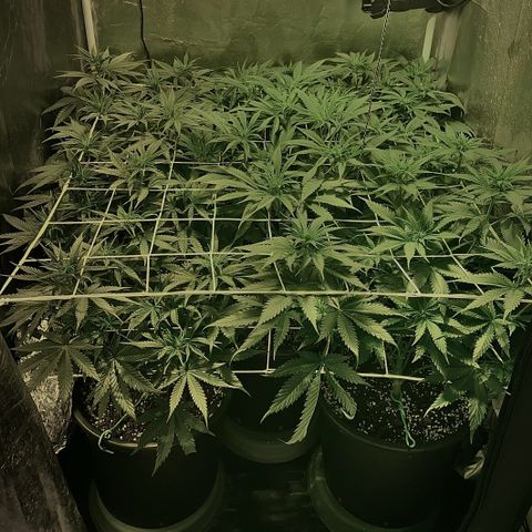Fullgas! growlog timeline photo