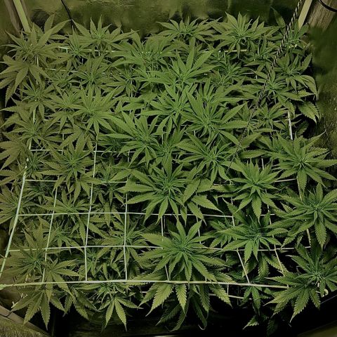 Fullgas! growlog timeline photo