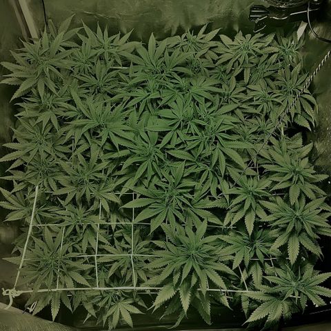 Fullgas! growlog timeline photo