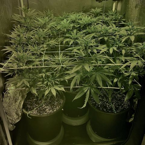 Fullgas! growlog timeline photo