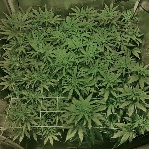 Fullgas! growlog timeline photo