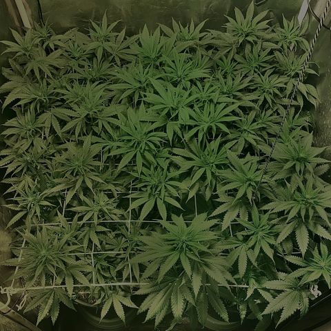 Fullgas! growlog timeline photo