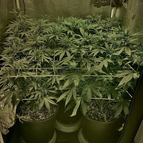 Fullgas! growlog timeline photo
