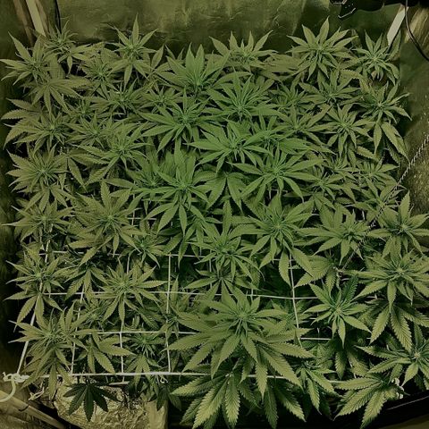 Fullgas! growlog timeline photo