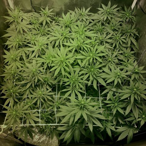 Fullgas! growlog timeline photo