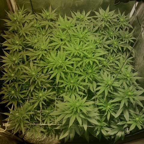 Fullgas! growlog timeline photo