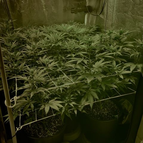 Fullgas! growlog timeline photo
