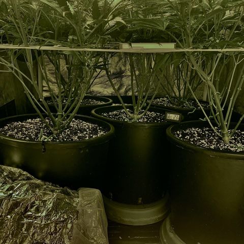 Fullgas! growlog timeline photo