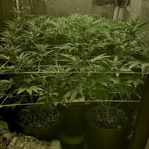 Fullgas! growlog timeline photo