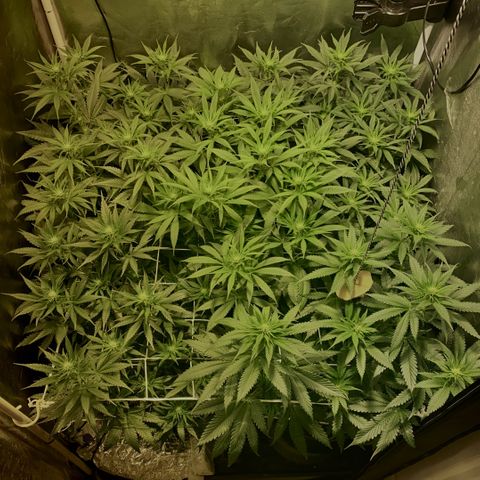 Fullgas! growlog timeline photo