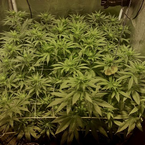 Fullgas! growlog timeline photo