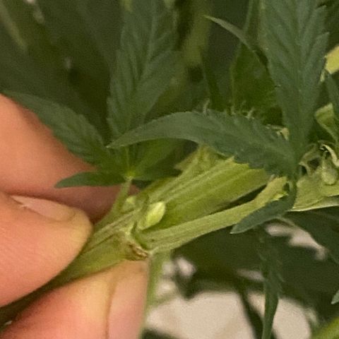Fullgas! growlog timeline photo
