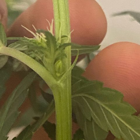 Fullgas! growlog timeline photo