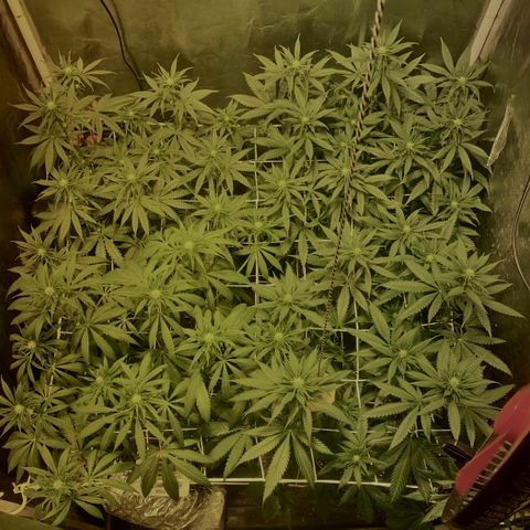 Fullgas! growlog timeline photo