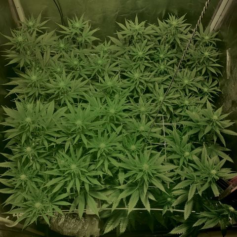 Fullgas! growlog timeline photo