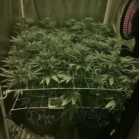 Fullgas! growlog timeline photo