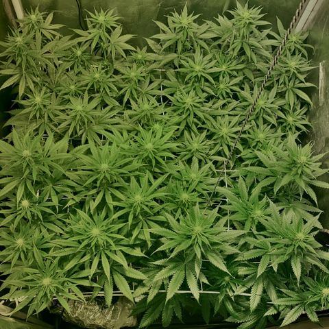 Fullgas! growlog timeline photo