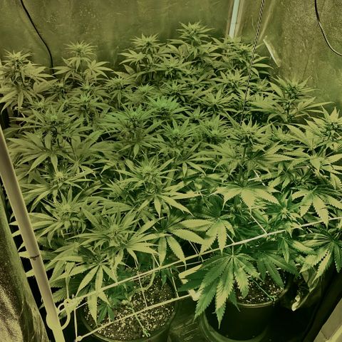 Fullgas! growlog timeline photo