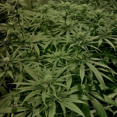 Fullgas! growlog timeline photo