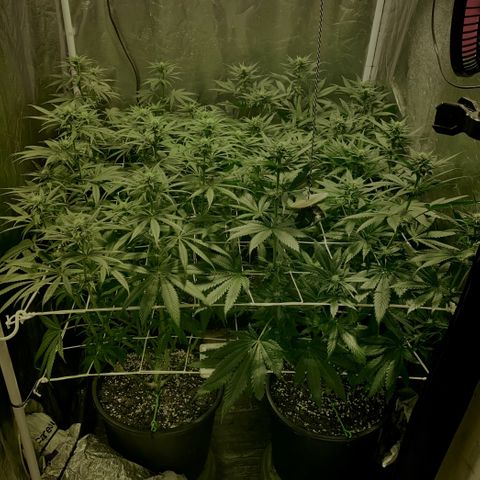 Fullgas! growlog timeline photo