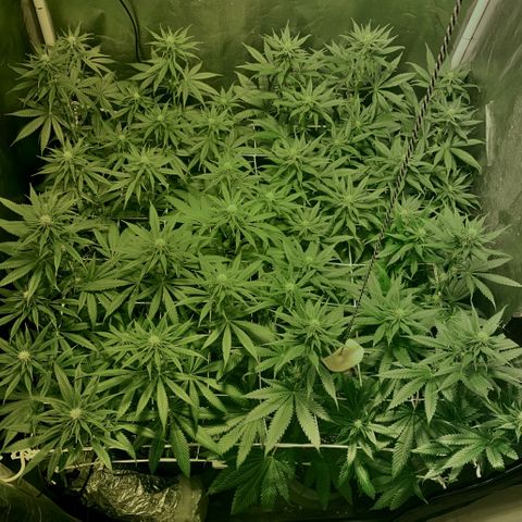 Fullgas! growlog timeline photo
