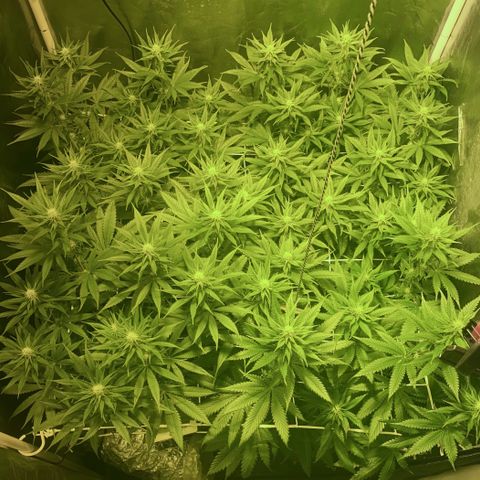 Fullgas! growlog timeline photo