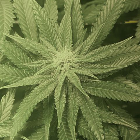 Fullgas! growlog timeline photo