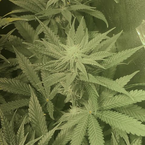 Fullgas! growlog timeline photo