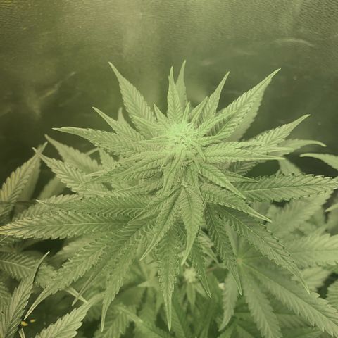 Fullgas! growlog timeline photo
