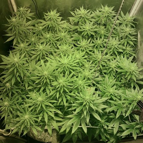 Fullgas! growlog timeline photo