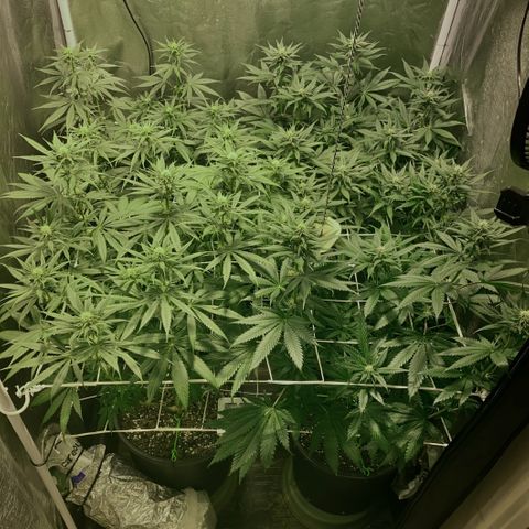 Fullgas! growlog timeline photo