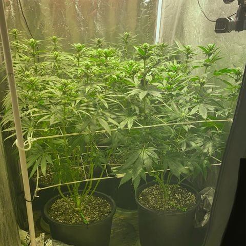 Fullgas! growlog timeline photo