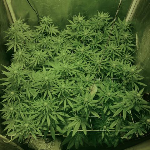 Fullgas! growlog timeline photo
